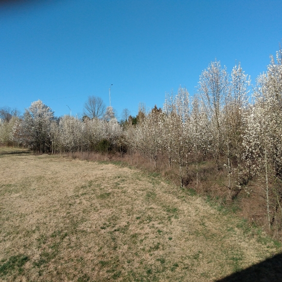 Meet your Posher, Tess - Picture 6 of 12